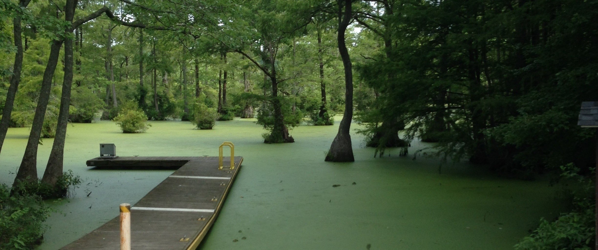 Merchant's Millpond, Gates County